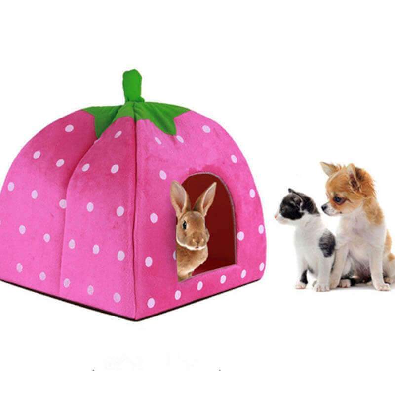 Buy your pet a new treat, this National Pet Day Buy your pet a new treat, this National Pet Day