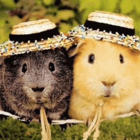 5 fun ways to celebrate Valentine's day with your pet