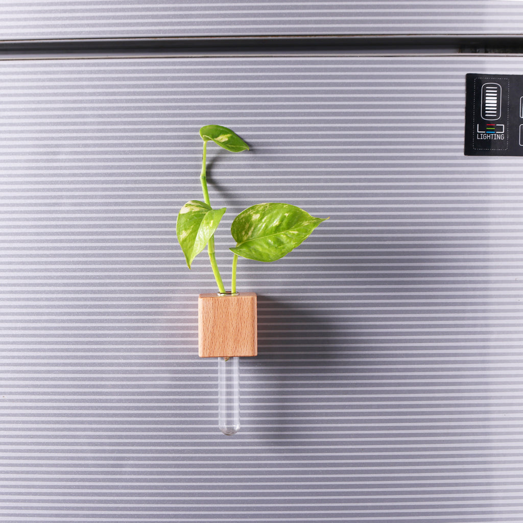 Wooden Planter Fridge Magnets – Bigsmall.in